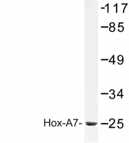 AP06805PU-N - HOXA7 / HOX1A
