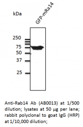 AB0013-200 - RAB14
