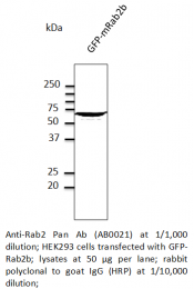 AB10021-200 - RAB2