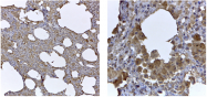AF6110 - Collagen type V