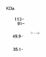 AF8410 - MMP-14 / MT1-MMP