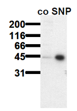 AM00155PU-N - VASP