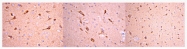 AM01216PU-N - CD230 / PrP