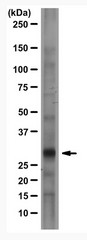 AM01216PU-N - CD230 / PrP