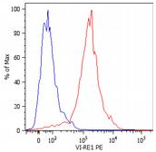 SM3129APC - Vimentin