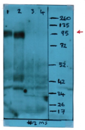 AM03025PU-N - CD107a / LAMP1