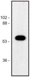 AM03088PU-N - alpha Tubulin / TUBA1B
