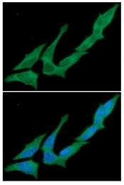 AM03116PU-N - CD73