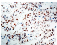 AM03173PU-N - OCT3/4