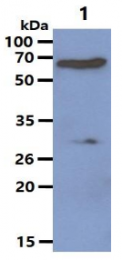 AM03184PU-N - Protein phosphatase 1B / PPM1B