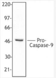 AM05287PU-S - Caspase-9