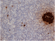 AM05475PU-N - Insulin