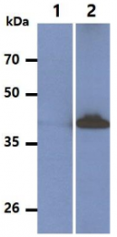 AM05642PU-N - DNAJB1 / HSP40