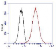 AM05642PU-N - DNAJB1 / HSP40