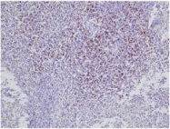 AM05901PU-S - CD8