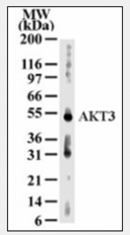 AM06001PU-N - AKT3 / PKB gamma