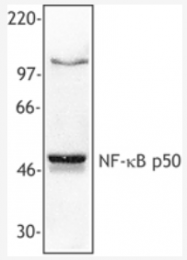 AM06029PU-M - NF-kB p105 / p50