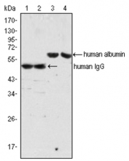 AM06072PU-N - Human IgG