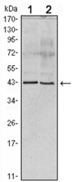 AM06076PU-N - Apolipoprotein A V / ApoA5