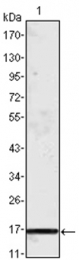 AM06084PU-N - MCP1 / CCL2