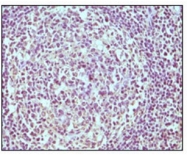 AM06097PU-N - CD19