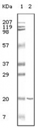 AM06097PU-N - CD19
