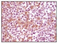 AM06128SU-N - Alpha-Synuclein / SNCA