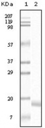 AM06128SU-N - Alpha-Synuclein / SNCA