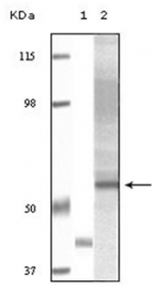 AM06129SU-N - AKT3 / PKB gamma