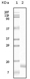 AM06134PU-N - Gamma-Synuclein / SNCG