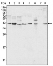 AM06140PU-N - ERK2