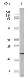 AM06150PU-N - EIF4EBP1 / 4E-BP1