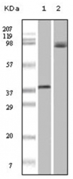 AM06152SU-N - B-Raf proto-oncogene