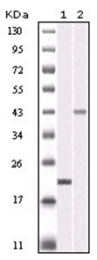 AM06156SU-N - Aurora kinase B