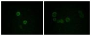 AM06157PU-N - Apolipoprotein M / Apo M
