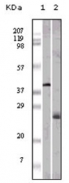 AM06158PU-N - Apolipoprotein M / Apo M