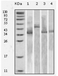 AM06168SU-N - Thioredoxin / TRX1