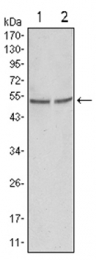AM06171SU-N - GSK3 alpha