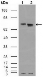 AM06176SU-N - Estrogen receptor alpha