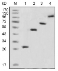 AM06180PU-N - GFP