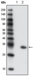AM06180PU-N - GFP