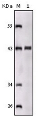 AM06185SU-N - Sortilin-related receptor (SORL1)