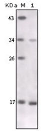 AM06195PU-N - Tumor necrosis factor (TNF-alpha)