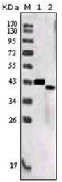 AM06198SU-N - Sortilin-related receptor (SORL1)