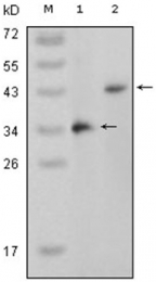 AM06199SU-N - MAP kinase p38 beta / MAPK11