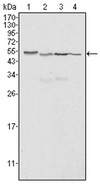 AM06211SU-N - Calreticulin