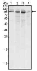 AM06218SU-N - Calnexin