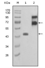 AM06219SU-N - Fibulin-2
