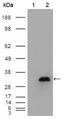 AM06220SU-N - Apolipoprotein A I / APO AI
