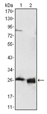 AM06220SU-N - Apolipoprotein A I / APO AI